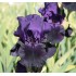 Plante Iris germanica Black Taffeta