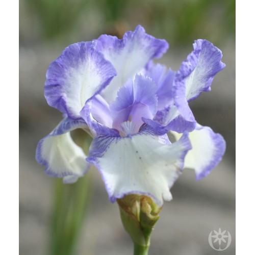 Plante- Iris germanica Blue Icing
