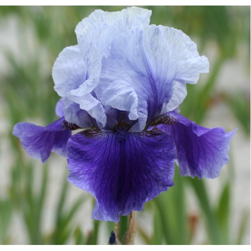 Plante- Iris germanica Blushes 