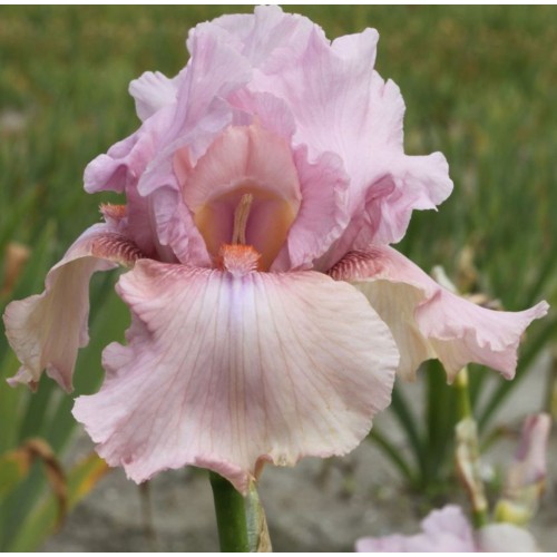Plante- Iris germanica Blushing Pink