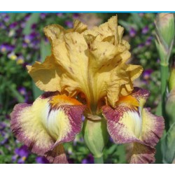 Plante- Iris germanica Bullwinkle