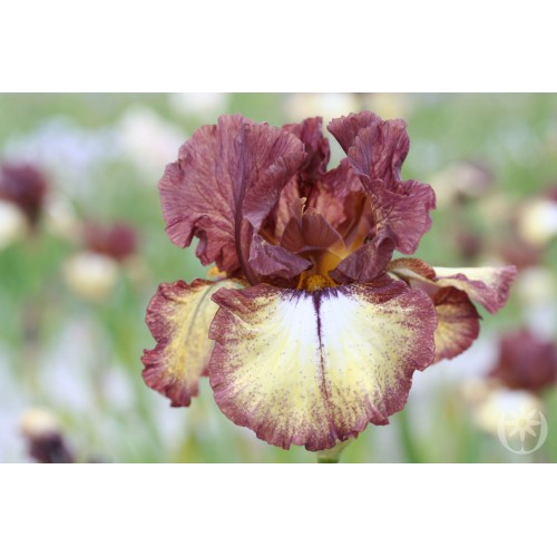Plante- Iris germanica Burgundy Brown