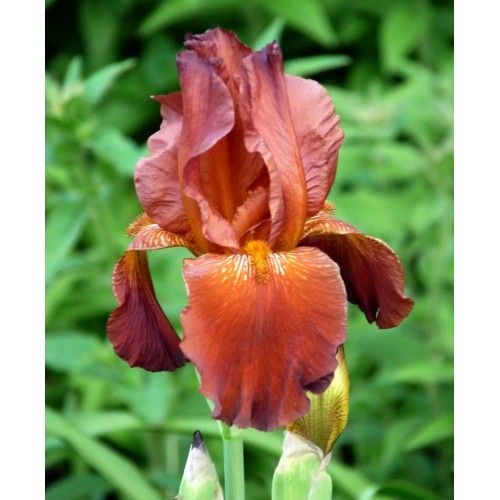Plante- Iris germanica Caldron