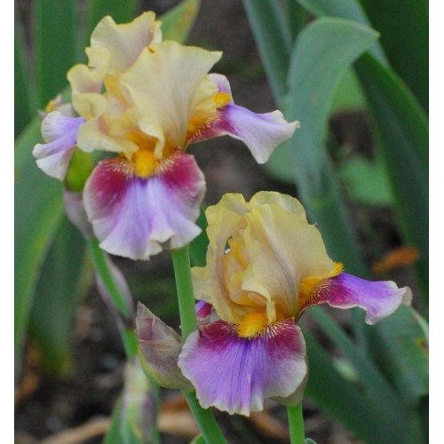 Plante- Iris germanica Calico Cat