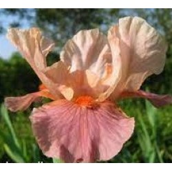 Plante- Iris germanica Candy Walk