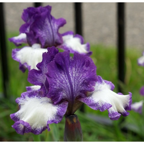 Plante- Iris germanica Cee Jay