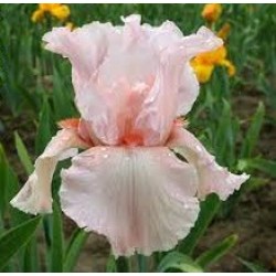 Plante- Iris germanica Cherubs Smile
