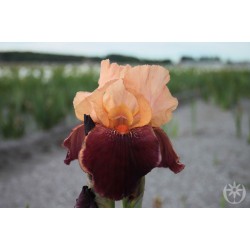 Plante- Iris germanica Cimarron Strip