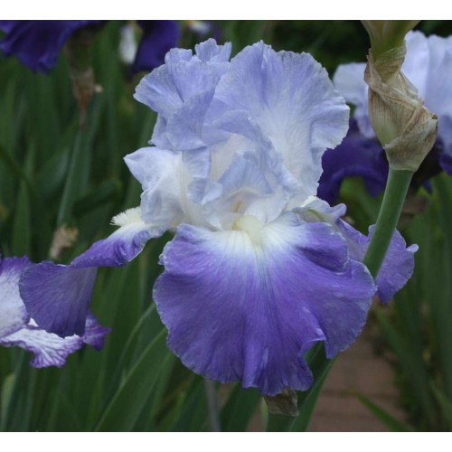 Plante- Iris germanica Clarence