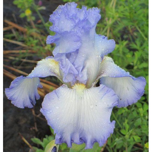 Plante- Iris germanica Cloud af Dawn