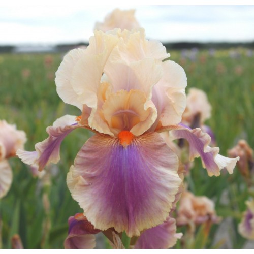 Plante- Iris germanica Colette Thurilet