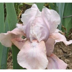 Plante- Iris germanica Concotion
