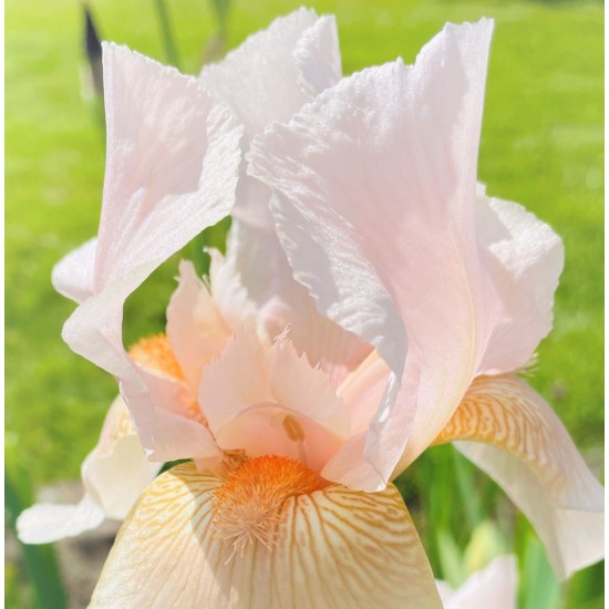 Plante Iris germanica Constant Waltz