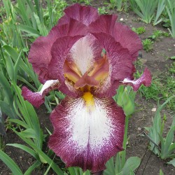 Plante- Iris germanica Crinoline