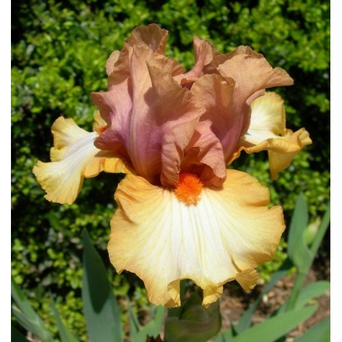 Plante- Iris germanica Cut Above