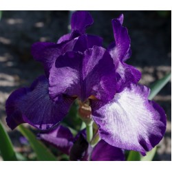 Plante Iris germanica Dark Blizzard