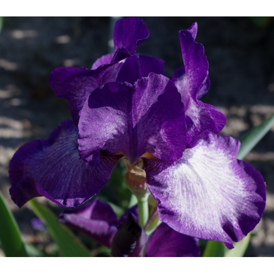 Plante Iris germanica Dark Blizzard