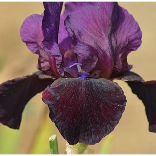 Plante- Iris germanica Dark Rosaleen