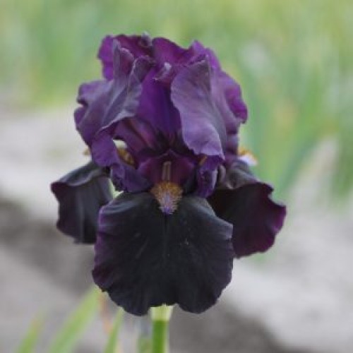 Plante- Iris germanica Darkness