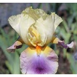 Plante- Iris germanica Distant Chimes