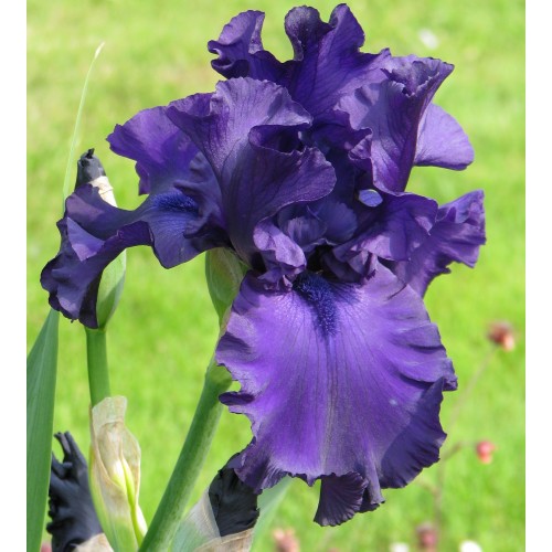 Plante- Iris germanica Dusky Challenger