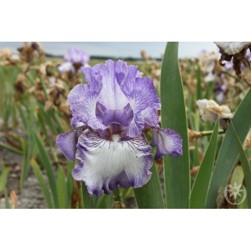Plante- Iris germanica Earl of Essex