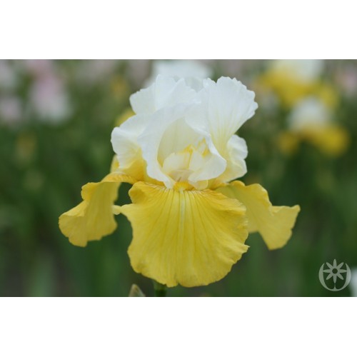 Plante- Iris germanica Echo de France