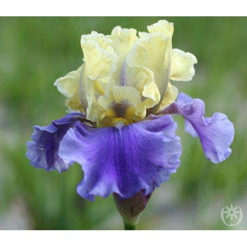 Plante- Iris germanica Edith Wolford