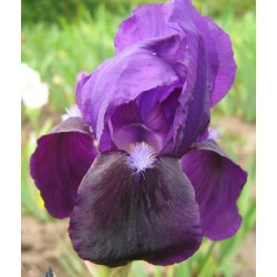 Plante- Iris germanica Eleanor Roosevelt 
