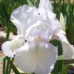 Plante- Iris germanica English Cottage