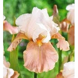 Plante- Iris germanica Festive Skirt