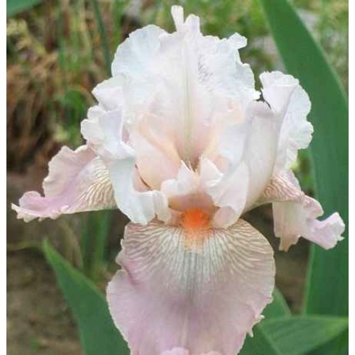 Plante- Iris germanica Frappe