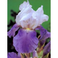 Plante Iris germanica Fren Witch
