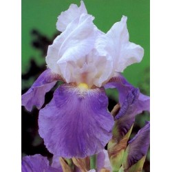 Plante Iris germanica Fren Witch