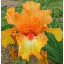 Plante- Iris germanica Frizzy Lizzy