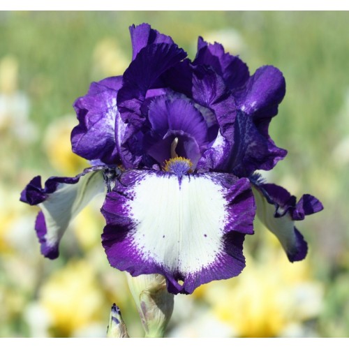 Plante- Iris germanica Gilvey