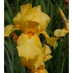 Plante- Iris germanica Goldfackel