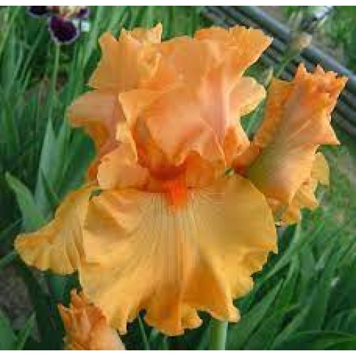 Plante- Iris germanica Good Show