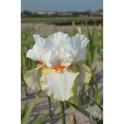Plante- Iris germanica Halloween Halo
