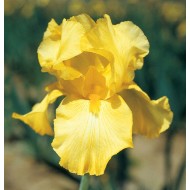 Plante Iris germanica Harvest of Memories