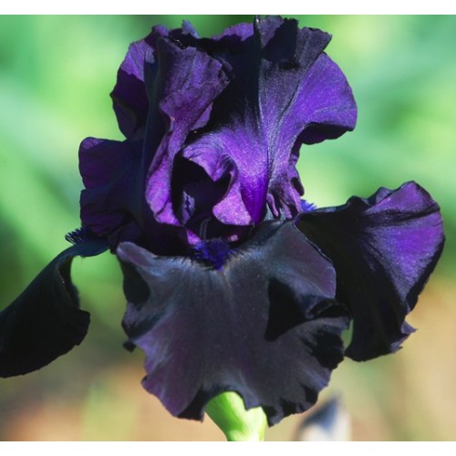 Plante- Iris germanica Hello Darkness
