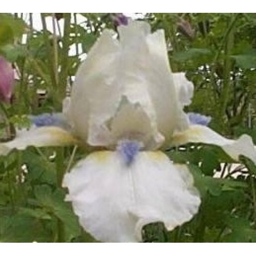 Plante- Iris germanica Hi