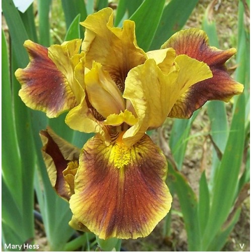 Plante- Iris germanica Hissy Fit