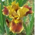 Plante Iris germanica Hissy Fit