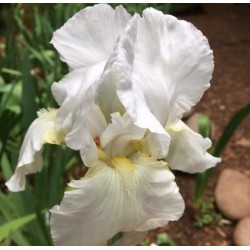 Plante- Iris germanica I Do