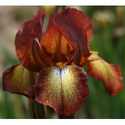 Plante- Iris germanica Kent Pride