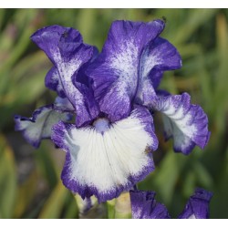 Plante- Iris germanica Kissing Circle