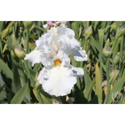 Plante- Iris germanica Lacy Snowflake