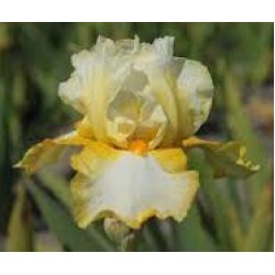 Plante- Iris germanica Landshine Path