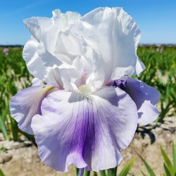 Plante- Iris germanica Latest Style